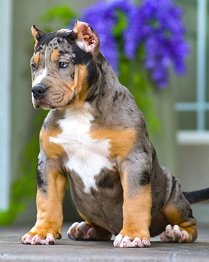 XL Merle American bully puppy
